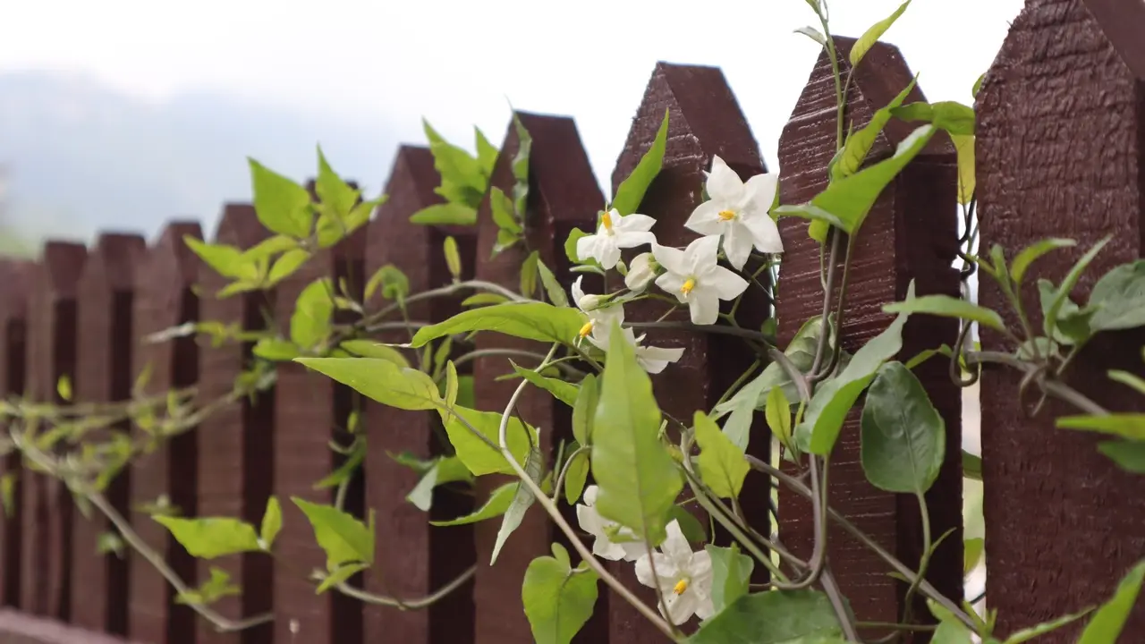 Dark wood picket fence with flowering vines
